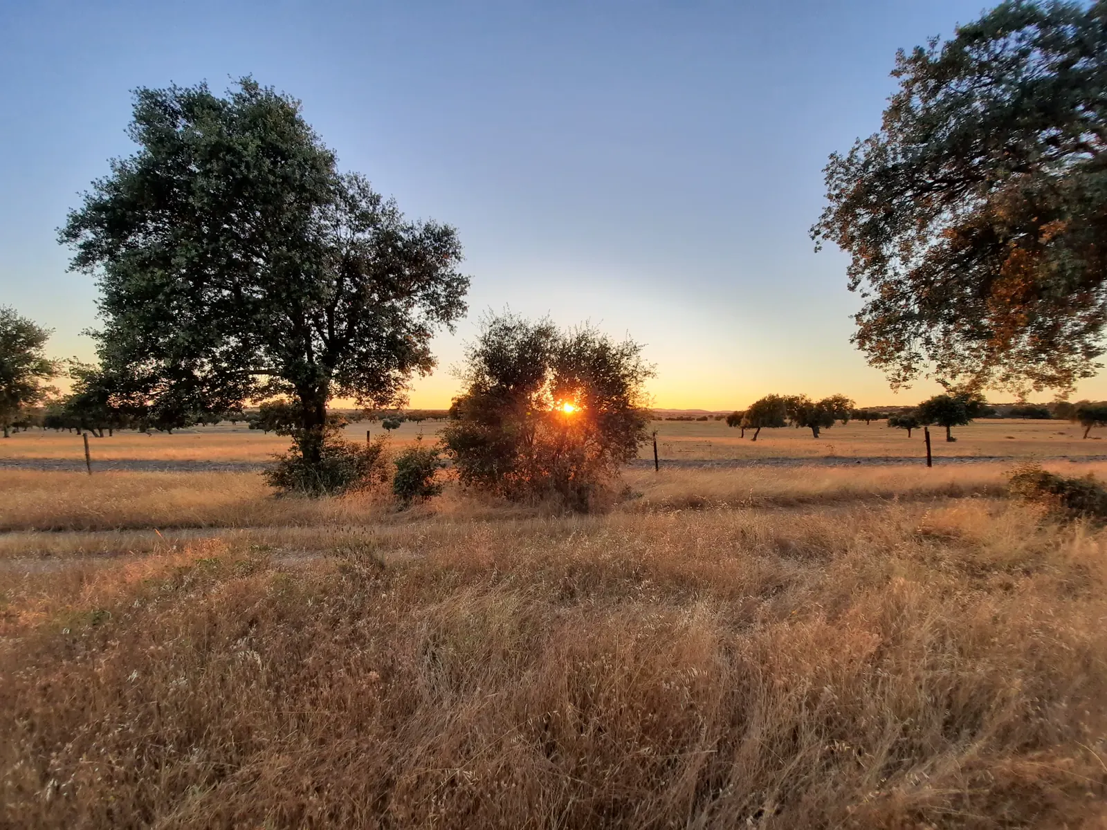 Sol cayendo entre las encinas de la dehesa de Coto Pavón.