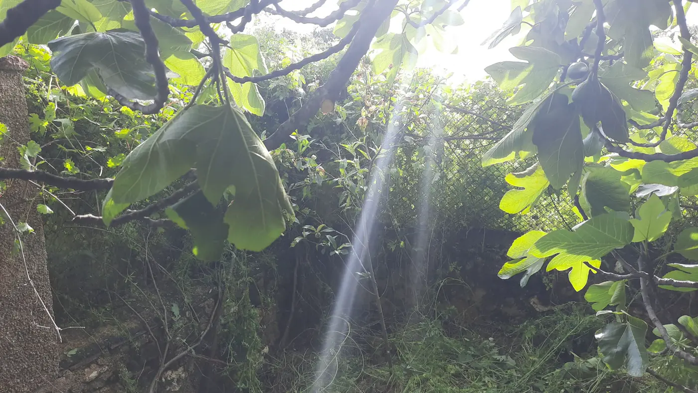 Luz entrando entre las hojas de la higuera.