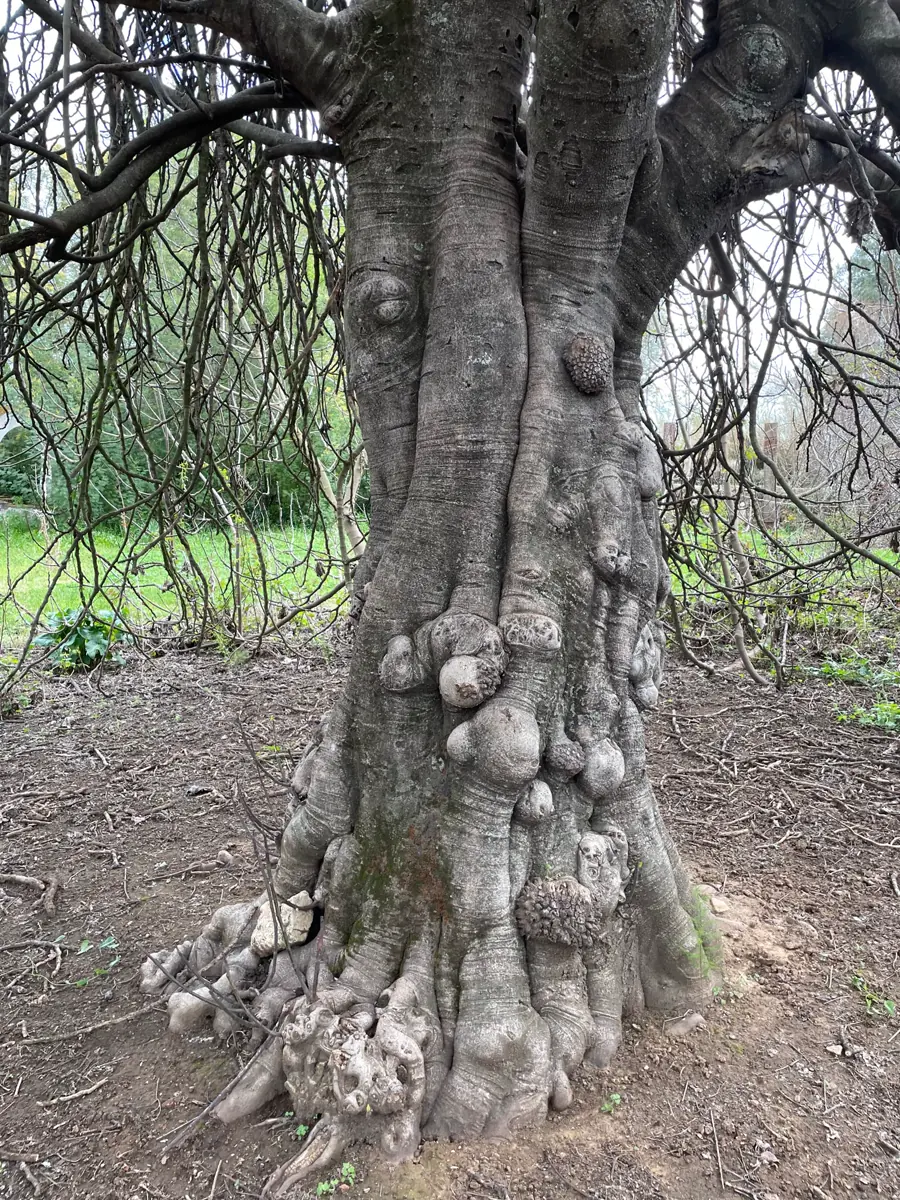 Detalle del gran tronco de la higuera de Coto Pavón.
