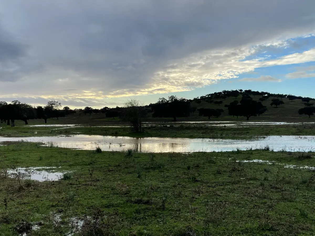 Reflejo del cielo sobre el humedal al amanecer.