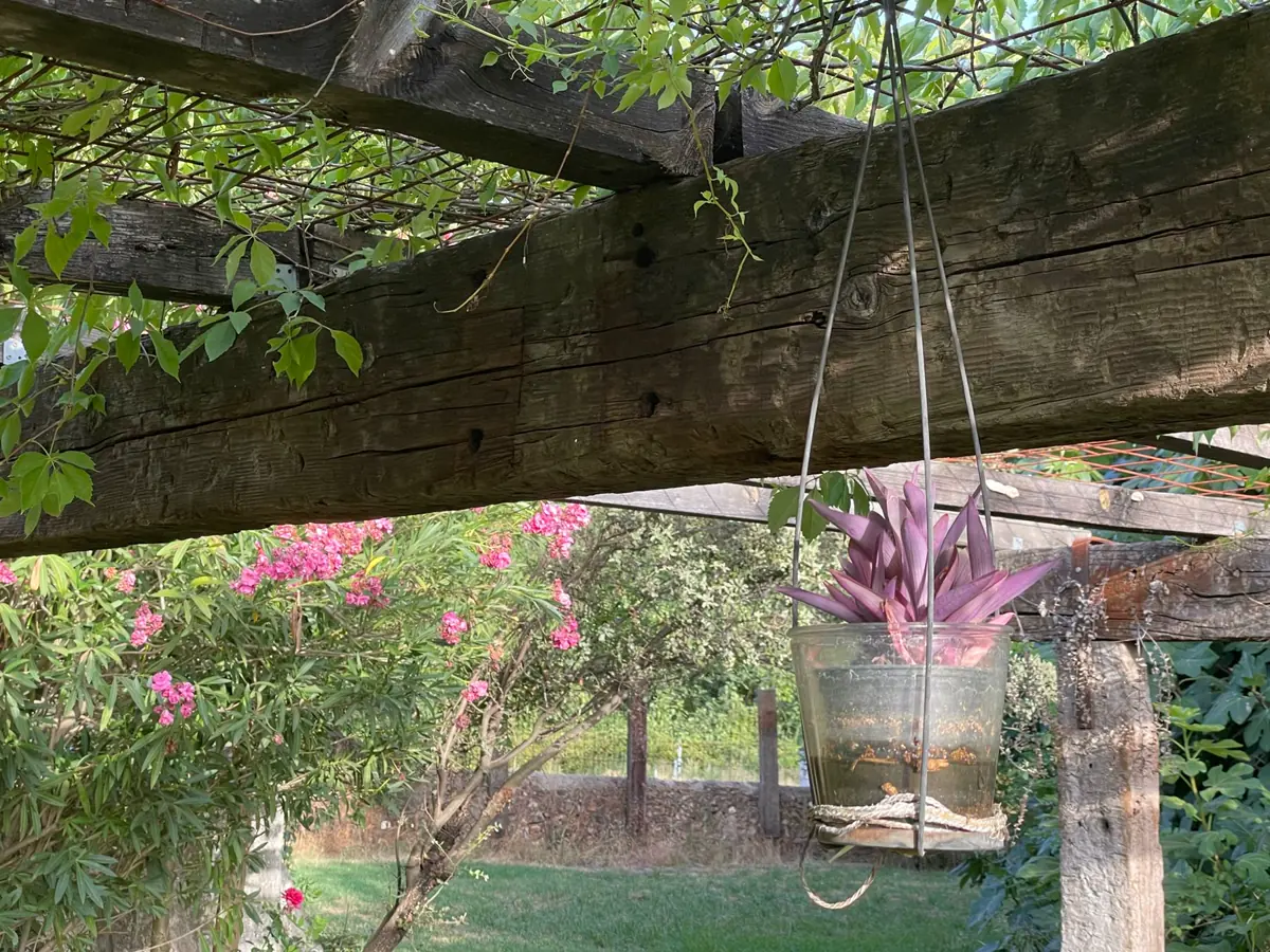 Telas y plantas cubriendo la pérgola de Vibrabuena.